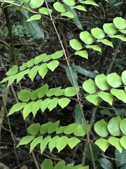 Caesalpinia vernalis