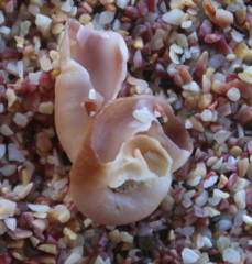 Thylacodes aotearoicus