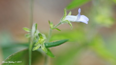 Collinsia childii