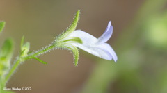 Collinsia childii