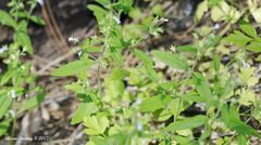 Collinsia childii