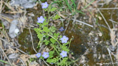 Nemophila pulchella