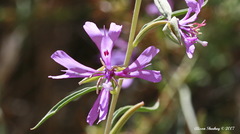 Clarkia xantiana