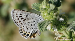 Plebulina emigdionis