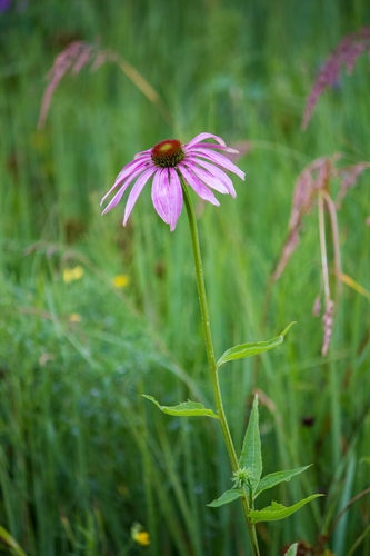 Наблюдение на iNaturalist