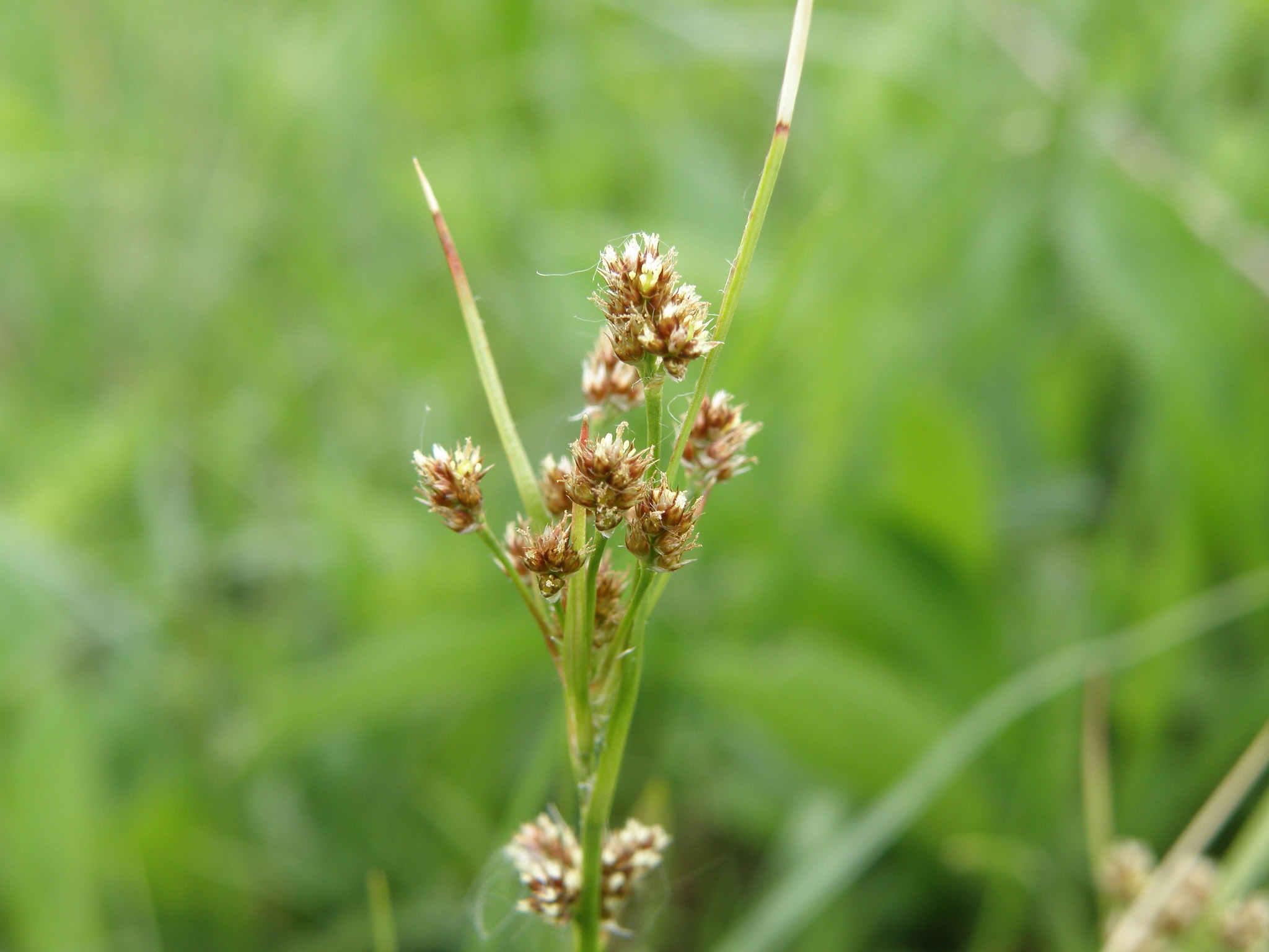 Luzula pallescens