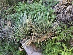 Agave schottii
