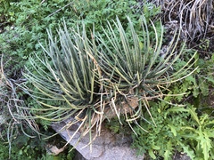 Agave schottii