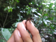 Eleutherodactylus cystignathoides