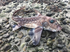 Hydrolagus colliei