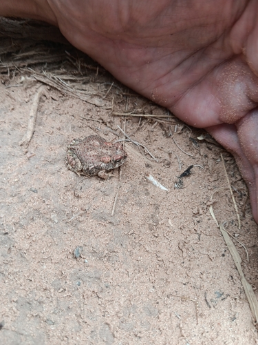 Arizona Toad (Anaxyrus microscaphus), a species recorded in Utah