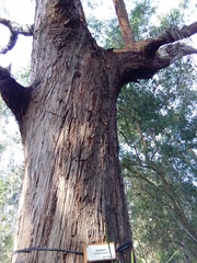 Eucalyptus pilularis