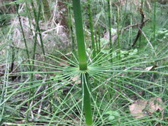 Equisetum myriochaetum