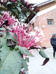 Clerodendrum quadriloculare