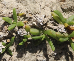 Disphyma australe australe