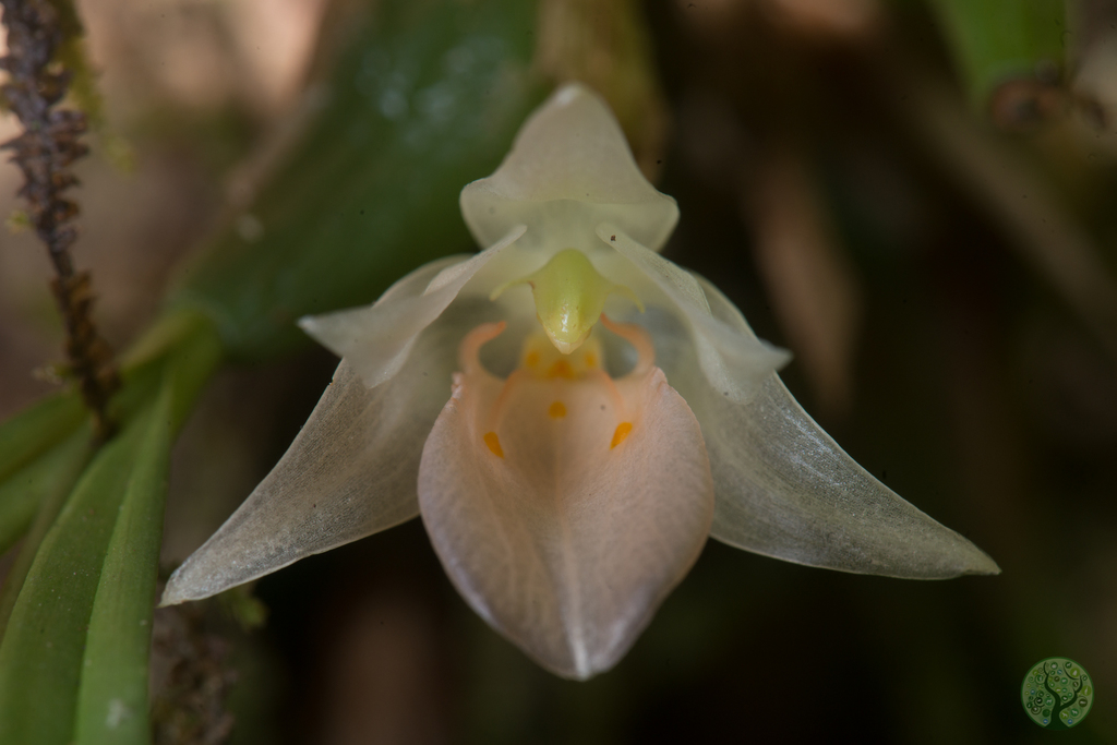 Coelogyne uniflora