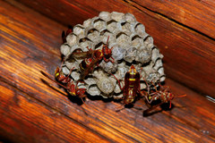 Polistes badius