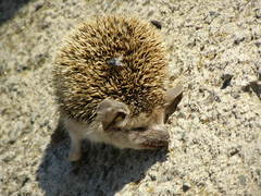 Hemiechinus auritus