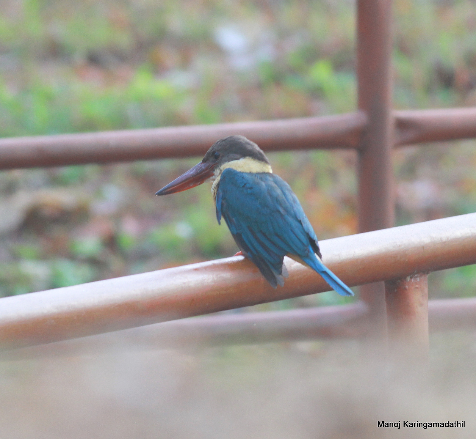 Stork-billed Kingfisher