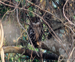 Ketupa zeylonensis