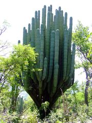Pachycereus weberi