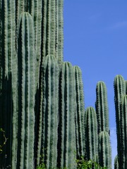 Pachycereus weberi
