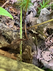 Plethodon cinereus image