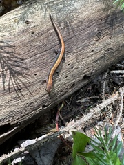 Plethodon cinereus image