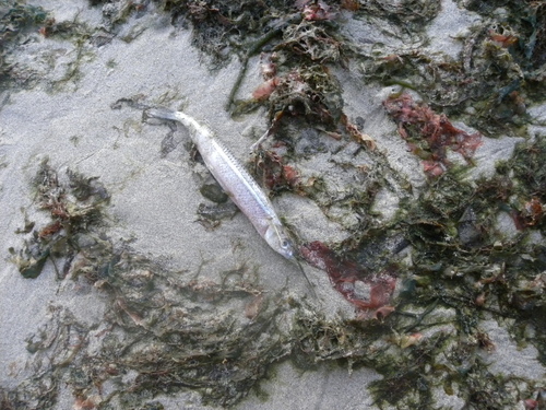 Hyporhamphus unifasciatus