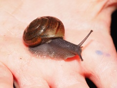 Helminthoglypta traskii