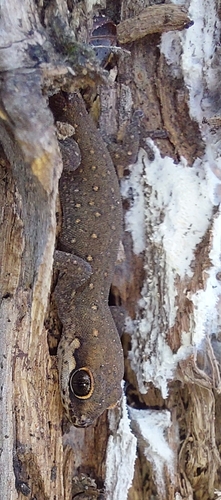 Cradock Thick-toed Gecko, Pachydactylus geitje