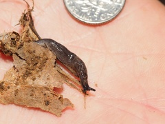 Hesperarion hemphilli