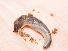 Hesperarion hemphilli