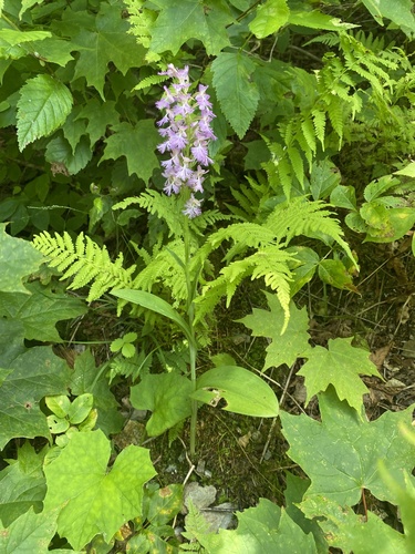 Andrews' bog orchid (Platanthera ×)