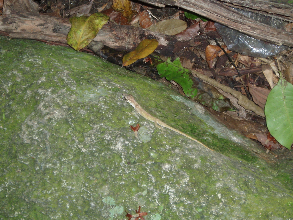 Tiger Anole