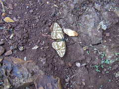 Baronia brevicornis brevicornis