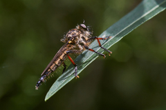 Neoitamus melanopogon