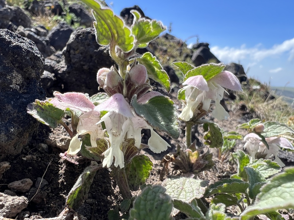 Lamium tomentosum from Armenia, AM on July 29, 2023 at 03:42 PM by ...