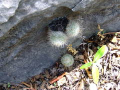 Mammillaria albilanata