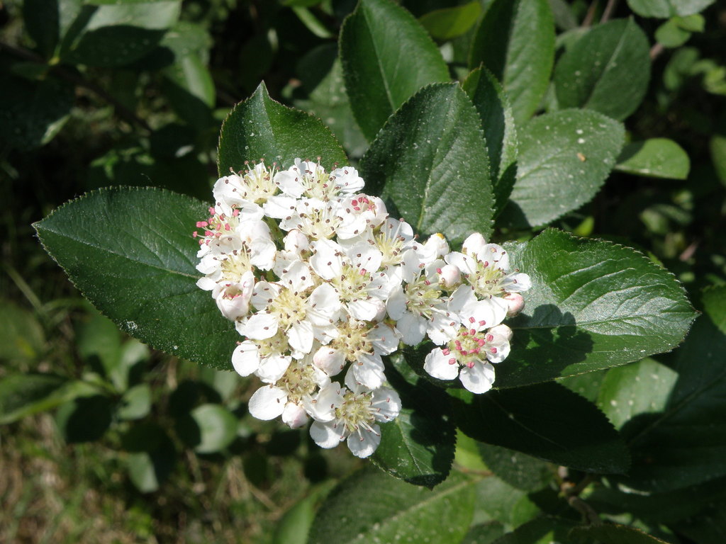 Aronia mitschurinii