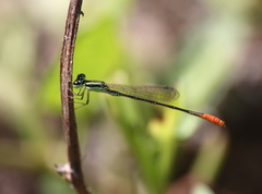 Agriocnemis femina