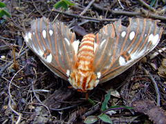 Citheronia splendens