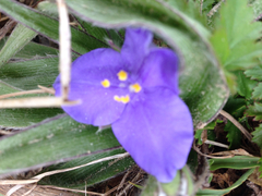 Tradescantia occidentalis