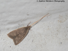 Homaloxestis multidentalis