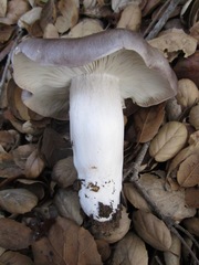 Tricholoma griseoviolaceum