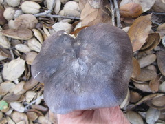 Tricholoma griseoviolaceum