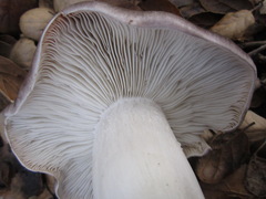 Tricholoma griseoviolaceum