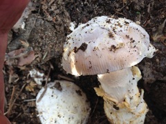 Amanita protecta