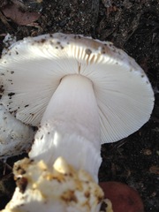 Amanita protecta