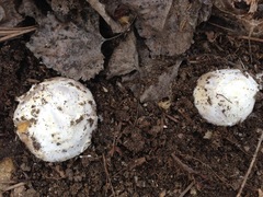 Amanita protecta